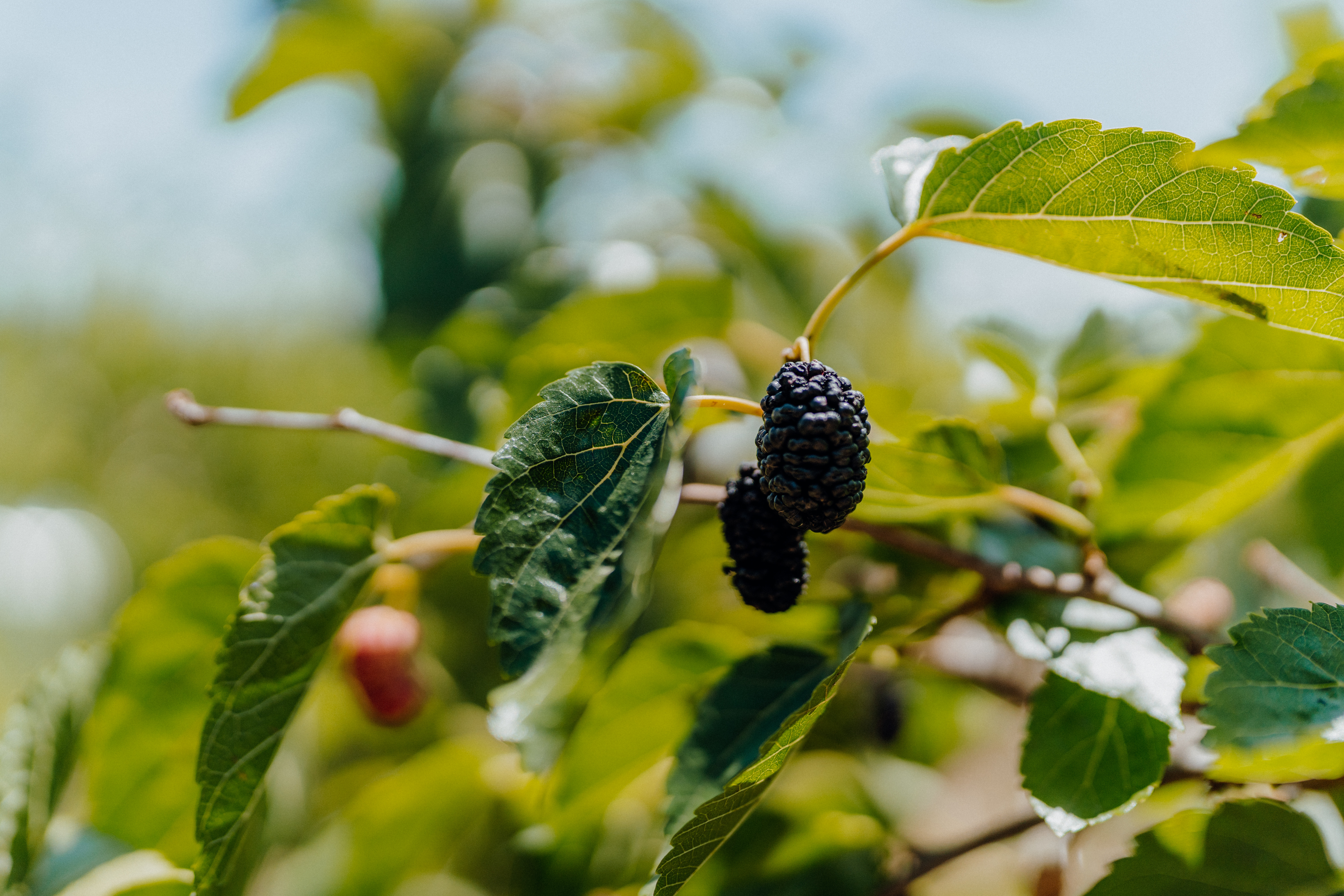 Další limitovaná edice Vinea Kumšt moštu spojuje kromě slovenského a českého moštu také šťávu z moruše černé